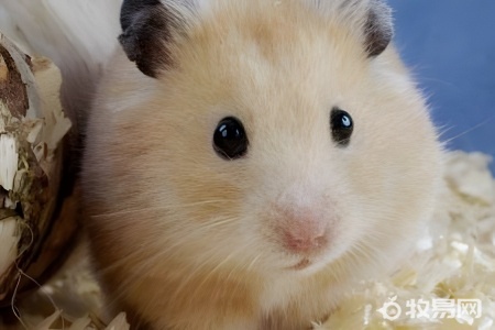 小仓鼠的养殖方法