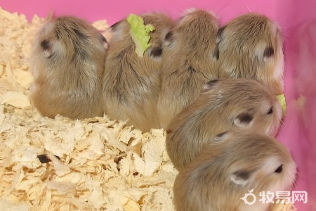 一个月大的仓鼠怎么养
