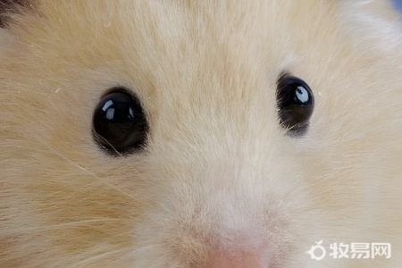 仓鼠的养殖方法和注意事项