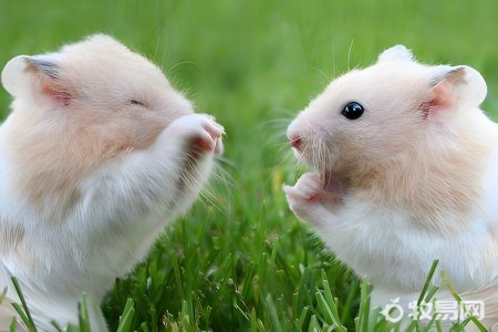 小仓鼠养殖方法