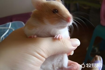 家里太冷仓鼠怎么养