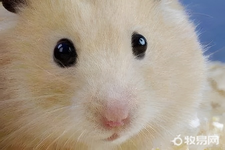 套圈的仓鼠可以养吗