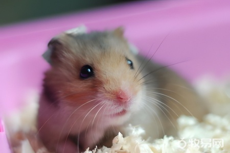 寝室能养仓鼠吗