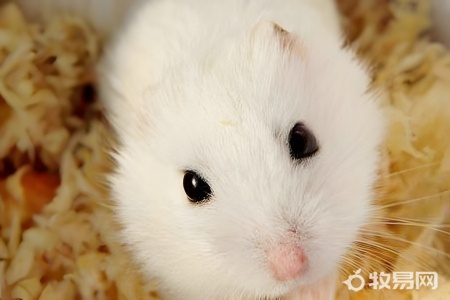 什么样的仓鼠好养