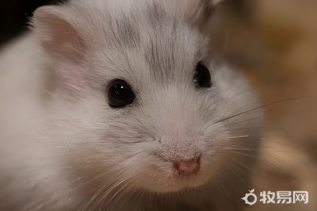 养仓鼠有什么用处