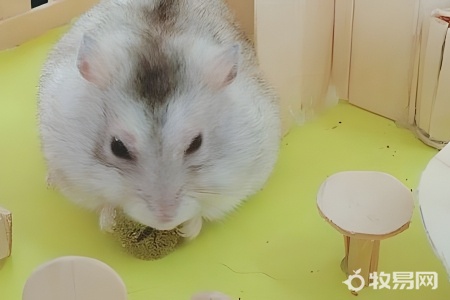 两个月的仓鼠怎么养