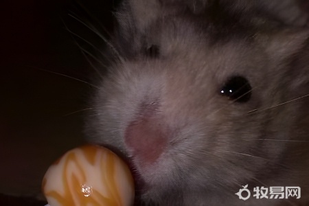 捡到仓鼠怎么养