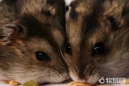 刚下的仓鼠怎么养活