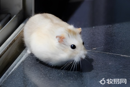 仓鼠生下来的小仓鼠怎么养