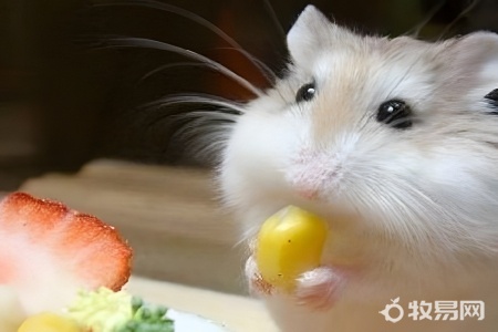 建议养什么仓鼠