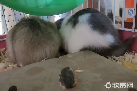 养仓鼠可以喂什么