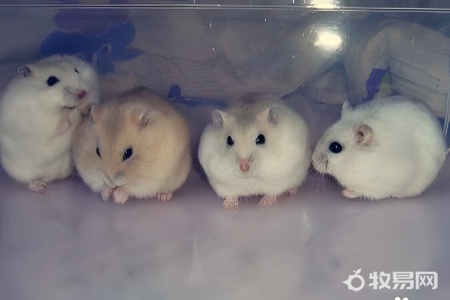 仓鼠养殖注意事项