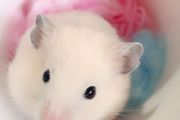 仓鼠怎么养新手入门