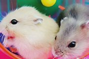 白仓鼠好养吗 白仓鼠养殖知识简介