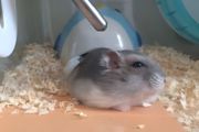 小孩适合养仓鼠吗