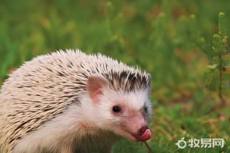 刺猬什么样子