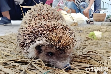 养殖刺猬有销路吗