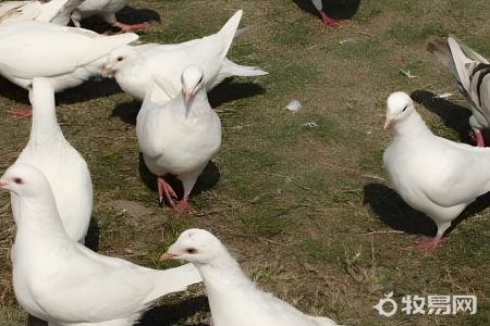 鸽子怎样饲养