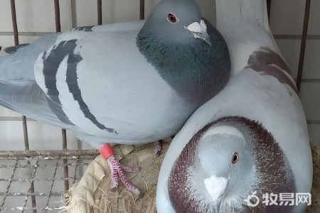 幼鸽人工的饲养方法