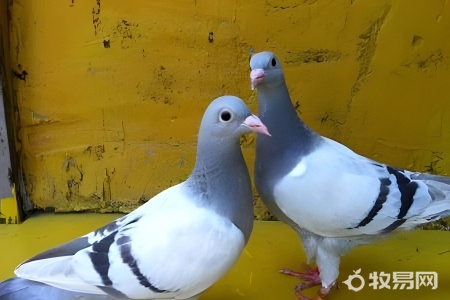 雏鸽人工怎么喂养