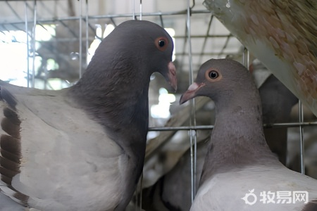 怎样给幼鸽喂食