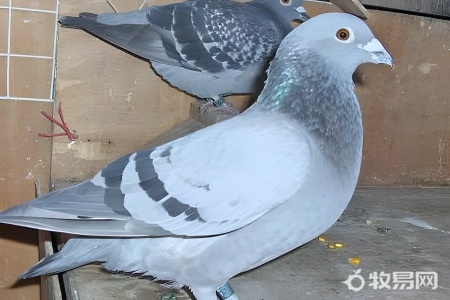 養肉鴿子的方法和技術