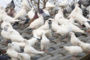 鸽子养殖方法 介绍鸽子养殖技巧