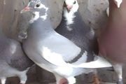 人工养殖的鸽子有营养吗