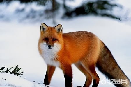 养殖狐狸能吃吗
