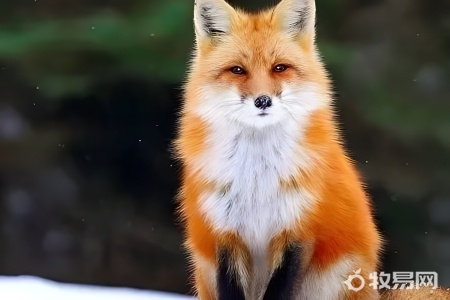 私人可以养狐狸吗