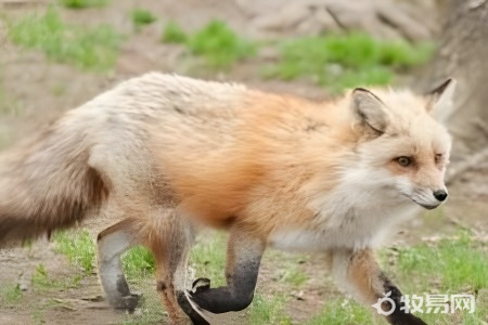 狐狸的养殖方法