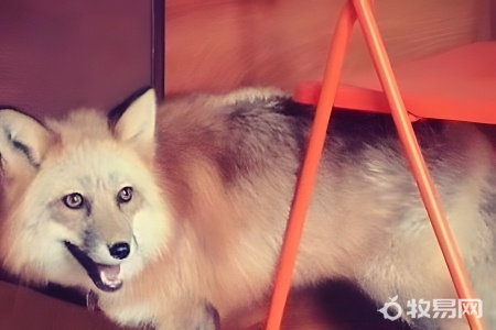 可以家養狐貍嗎