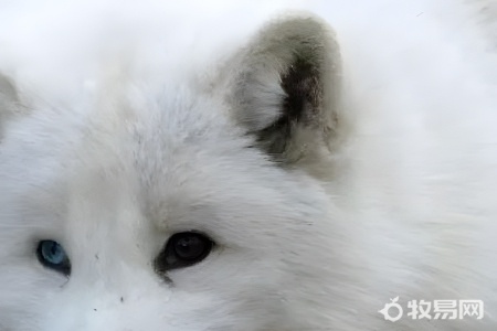 饲养狐狸都需要准备些什么
