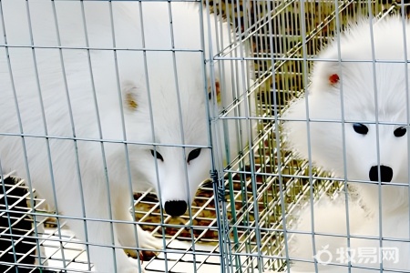 家里能养狐狸吗
