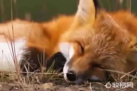 狐狸可以买来养吗