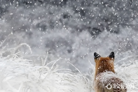 火狐狸的养殖方法