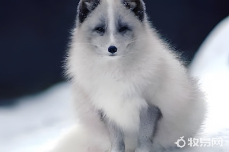 中国能养狐狸吗