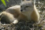 中国可以养狐狸吗？