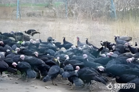 中国有火鸡养殖吗