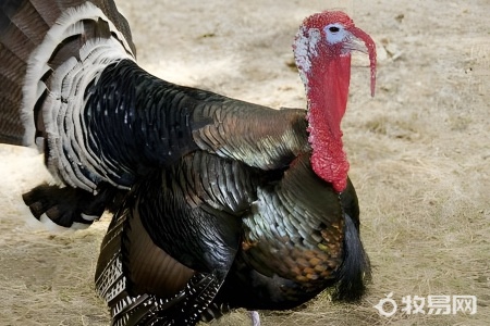 火鸡是什么品种的鸡