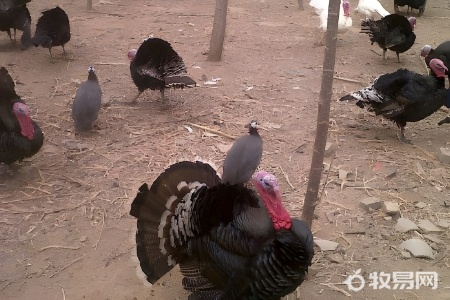 火鸡是什么样的