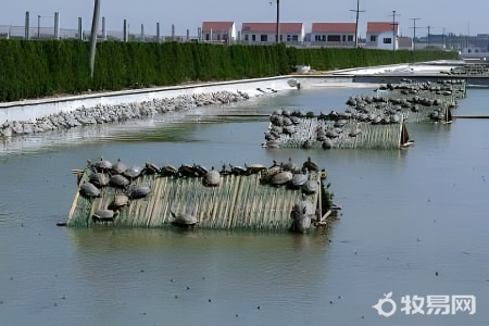 甲鱼养殖需要增氧吗