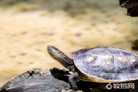 钓回来的甲鱼怎么养