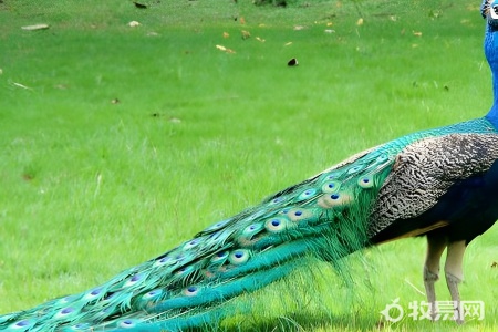 孔雀如何繁殖