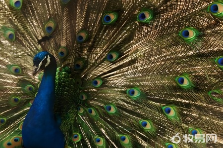 孔雀养殖方法