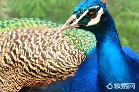 家里养孔雀好吗