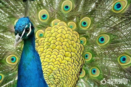 孔雀可以养一只吗