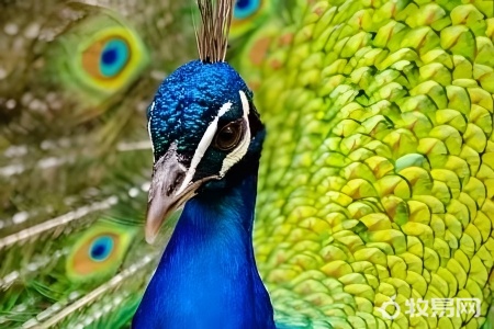 中国可以养孔雀吗