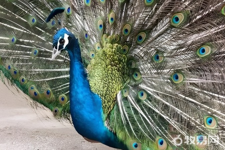 网上买孔雀来养犯法吗