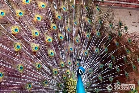 私人养殖孔雀犯法吗